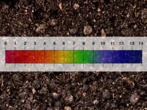 Read more about the article 7 Ways to Lower Soil pH (Make it More Acidic)
