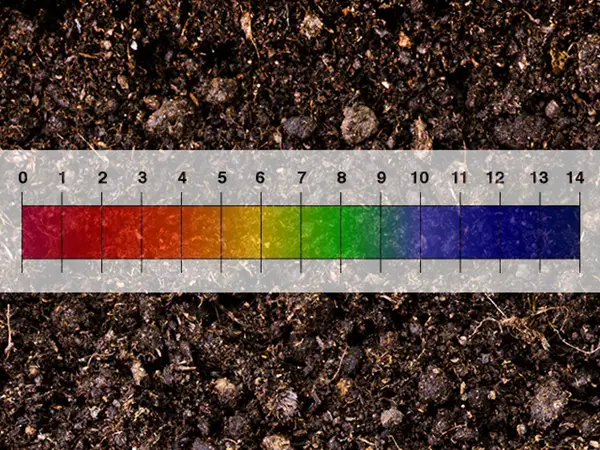 Read more about the article 7 Ways to Lower Soil pH (Make it More Acidic)