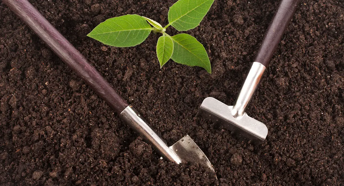 Read more about the article Soil pH and Why It’s Important