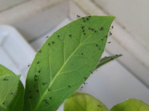 adult fungus gnats on plant