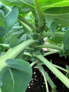young brussels sprouts forming