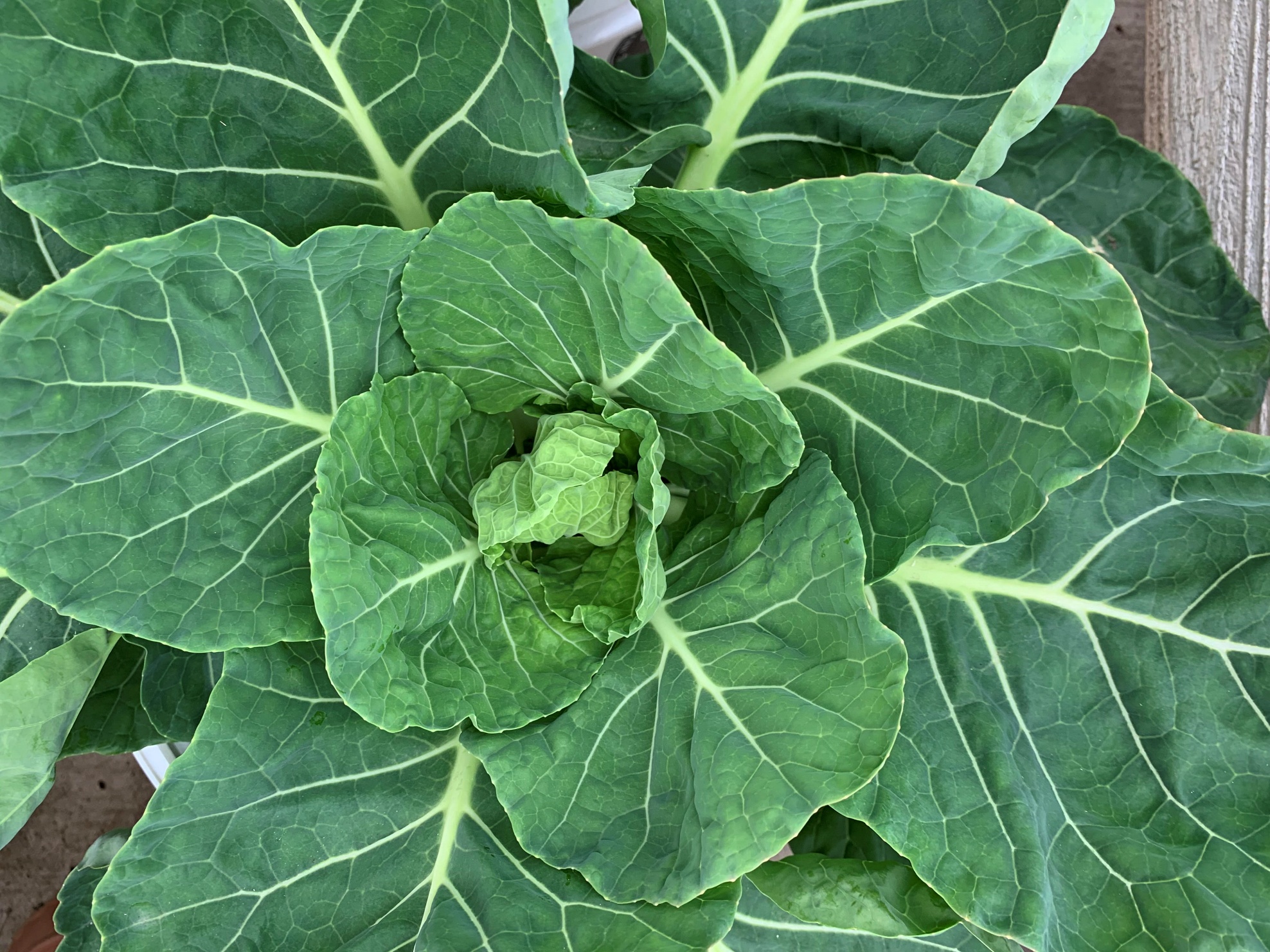 Read more about the article How to Grow Brussels Sprouts in Beds or Containers