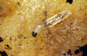 fungus gnat larva