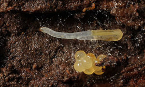 fungus gnat larva and eggs