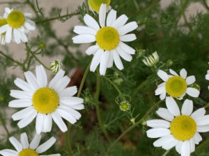 chamomile