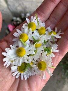 chamomile flowers