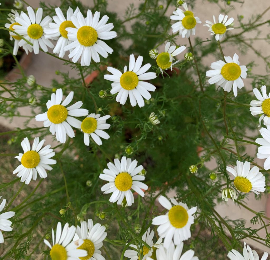 Chamomile How to Grow, Harvest, and Preserve It Okra In My Garden