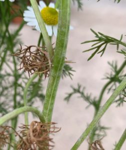 chamomile