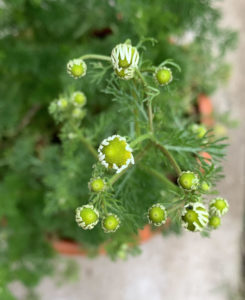 chamomile