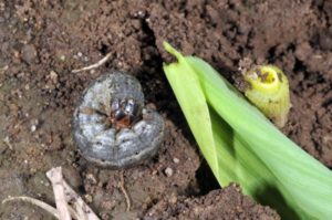 cutworm damage