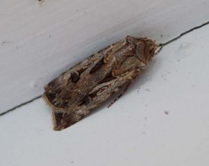 brown cutworm moth