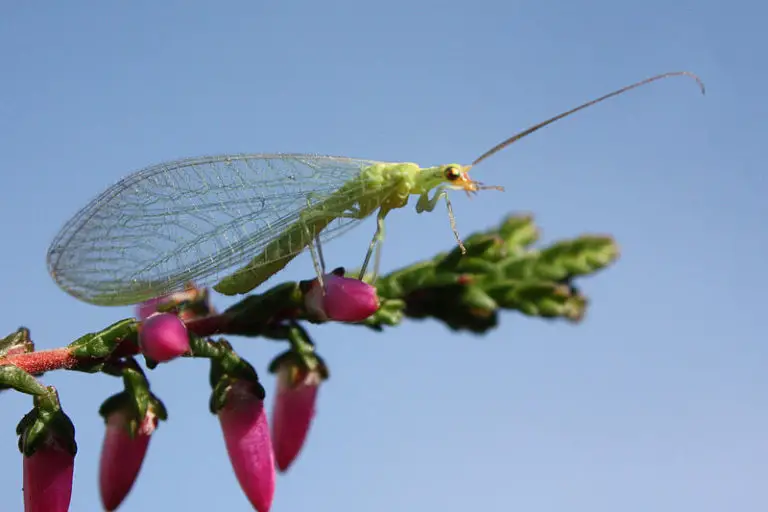 Green Lacewings, Beneficial Garden Insects Okra In My Garden