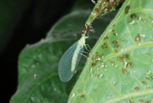 green lacewing and aphids