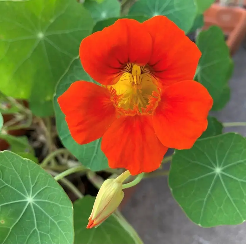 Read more about the article How to Grow Nasturtiums