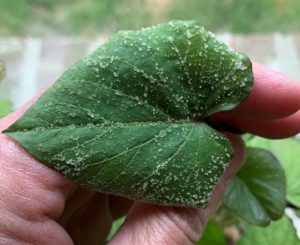 Read more about the article Plant Edema: Causes, Symptoms, and Treatment