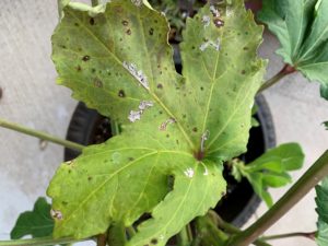 cercospora leaf spot on okra leaf