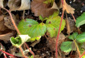 Cercospora leaf spot on strawberry plant