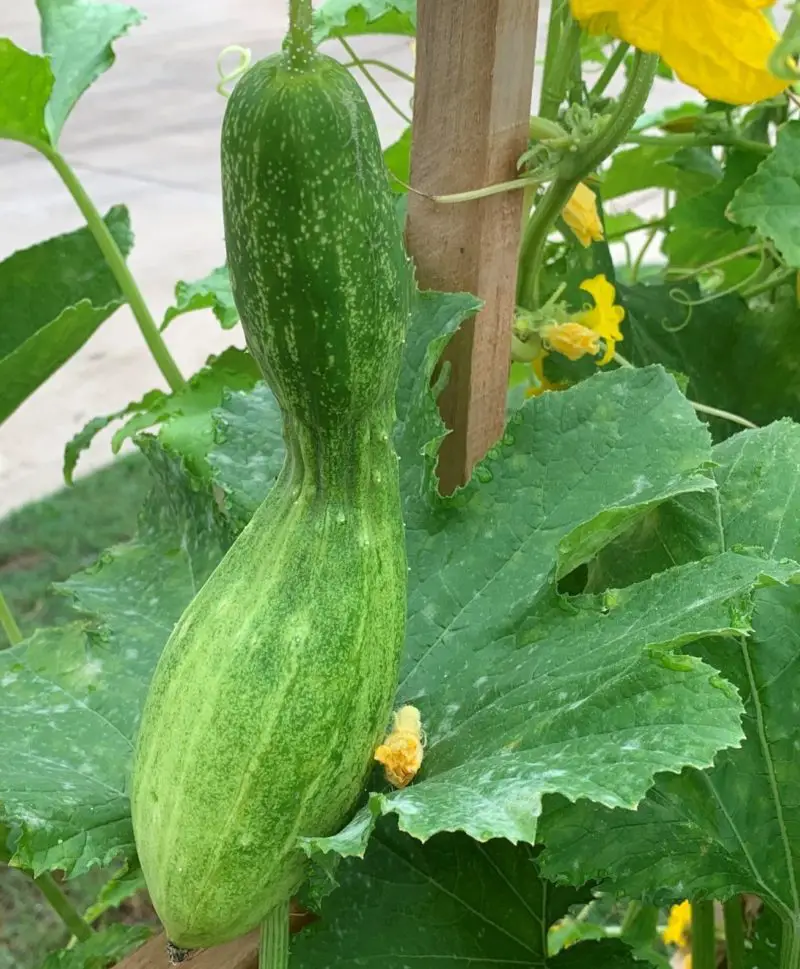 deformed cucumber