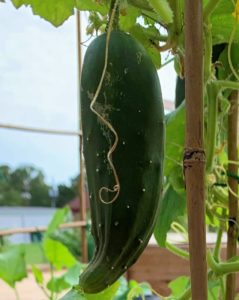 deformed cucumber