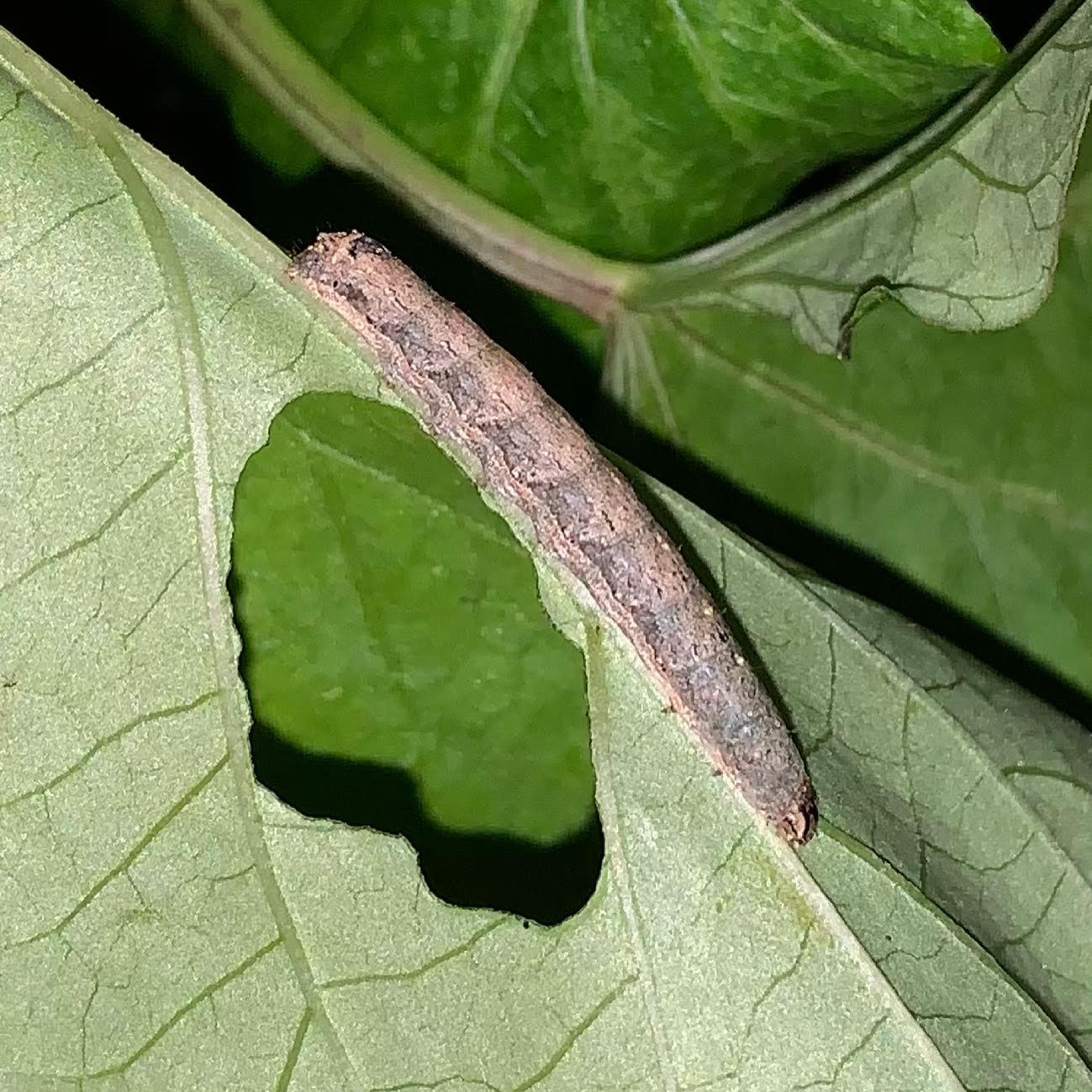 How to Identify and Get Rid of Cutworms - Okra In My Garden