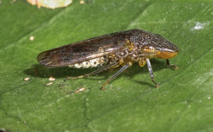 Read more about the article Leafhoppers: How to Identify and Treat Organically