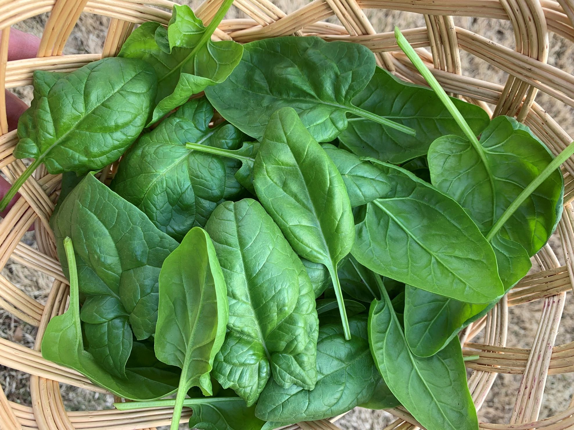 Read more about the article How to Grow Delicious Spinach