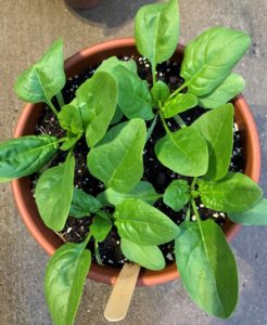 spinach in pot