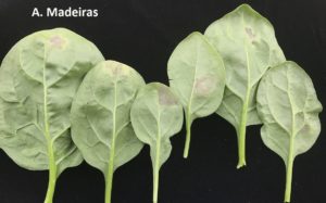 spinach with downy mildew