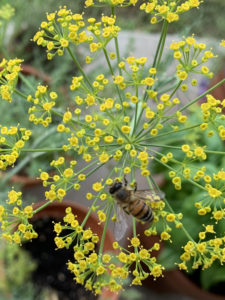 dill flowers