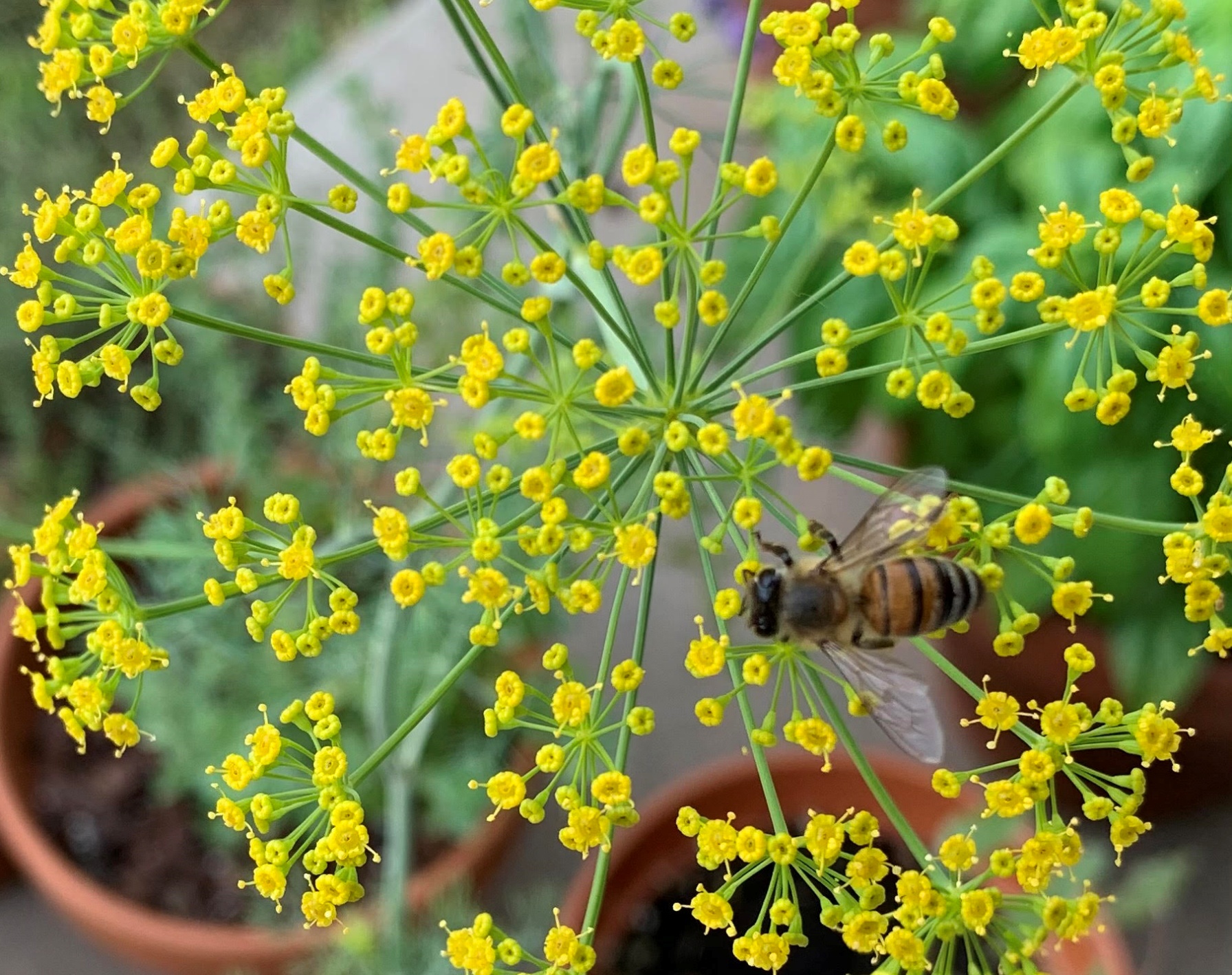 Read more about the article How to Grow Dill in Beds or Containers
