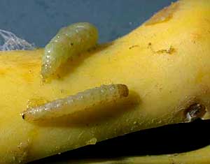 pickleworms on squash