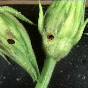 squash buds with pickleworm damage