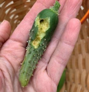 cucumber damaged by caterpillar