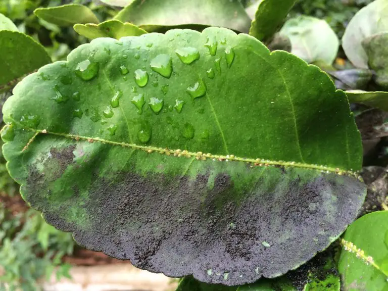 How To Treat Black Sooty Mold Okra In My Garden