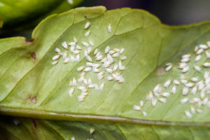 Read more about the article Whiteflies: How to Get Rid of This Garden Pest