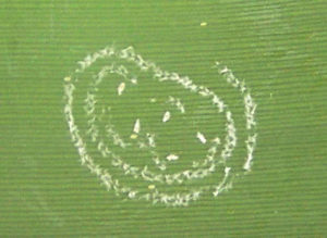 whitefly eggs in concentric circular pattern