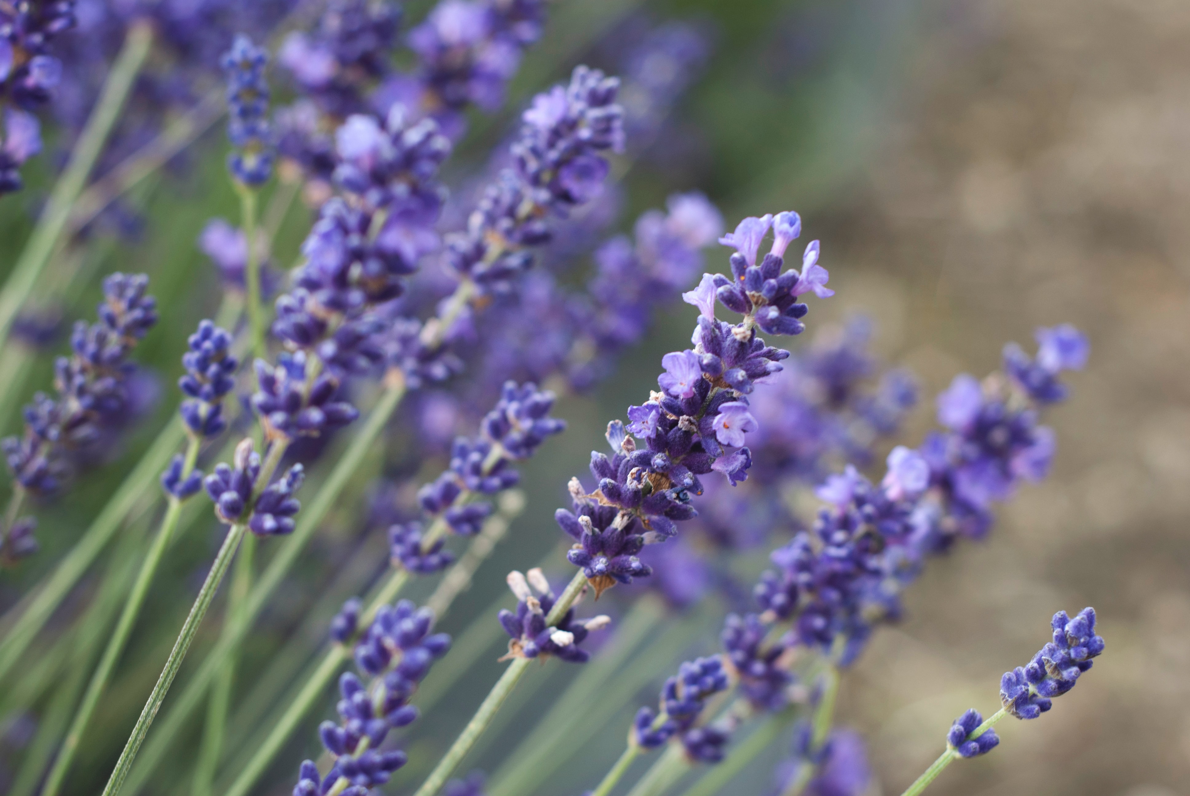 Read more about the article 4 Ways to Successfully Propagate Lavender