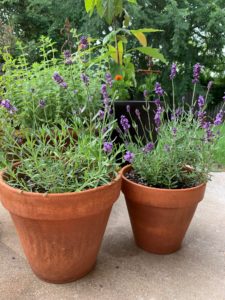 lavender in containers