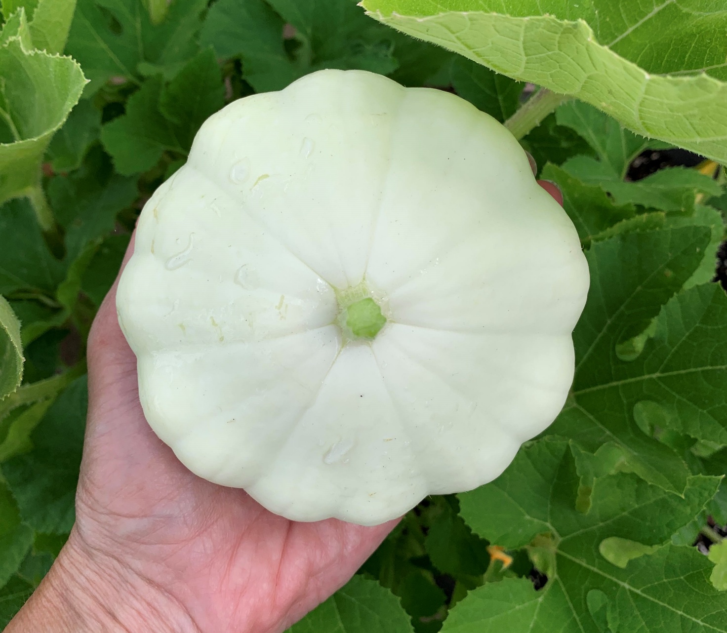 Read more about the article How to Grow Patty Pan (Scallop) Squash