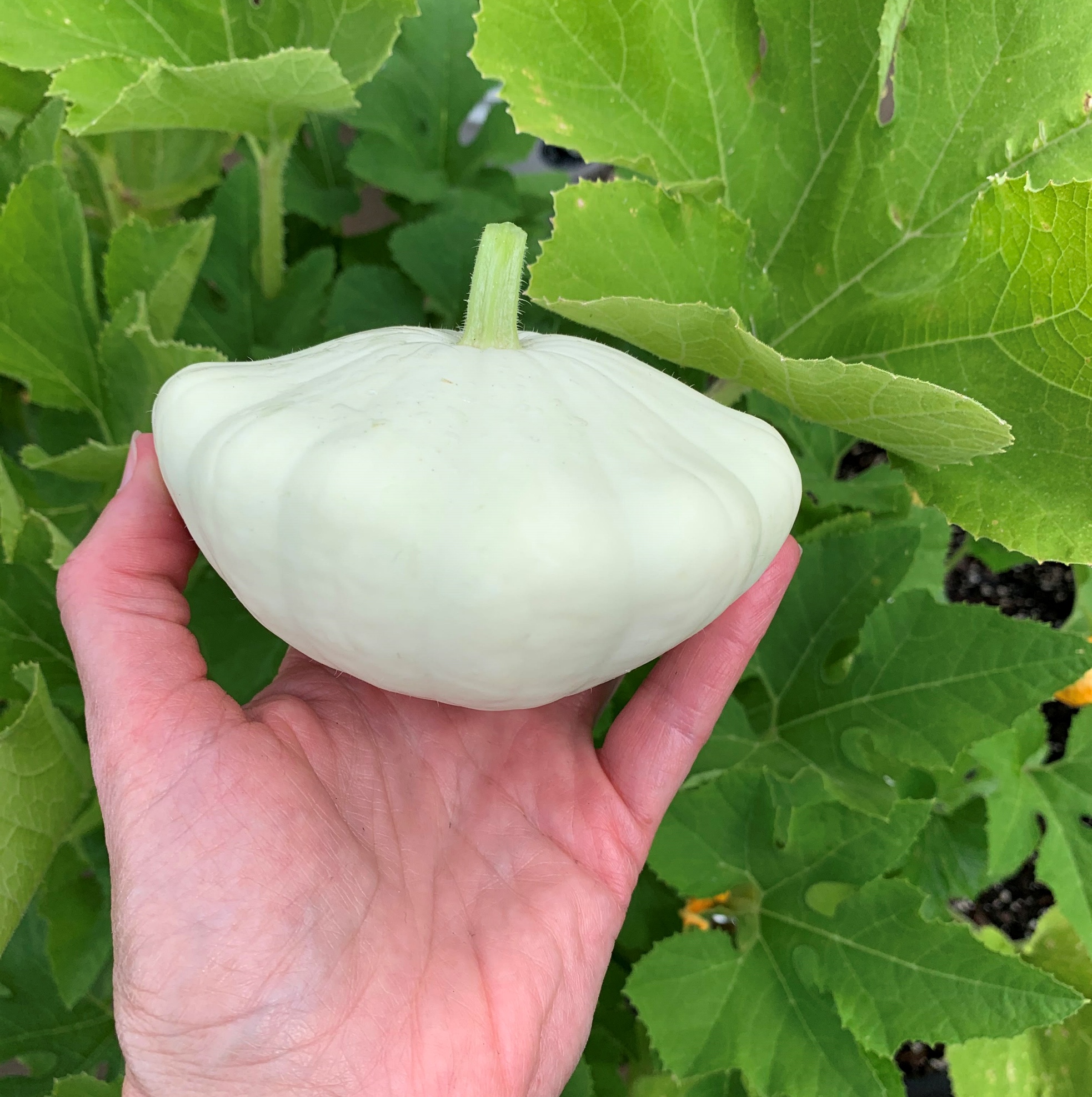 How to Grow Patty Pan (Scallop) Squash Okra In My Garden