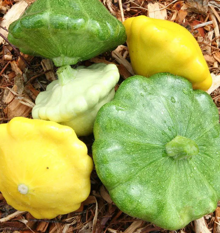 patty pan squash days to harvest fedco