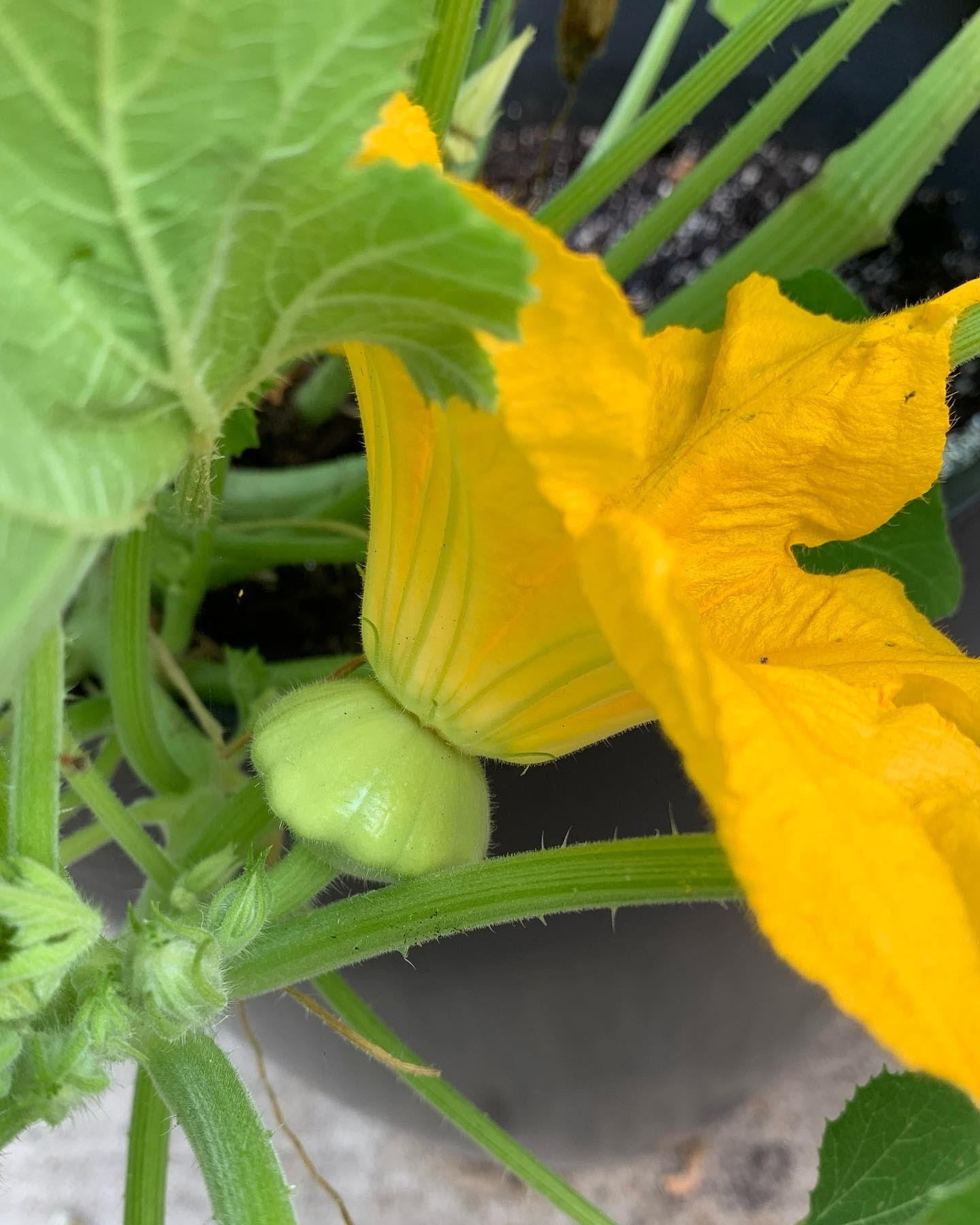 How To Grow Patty Pan Scallop Squash Okra In My Garden