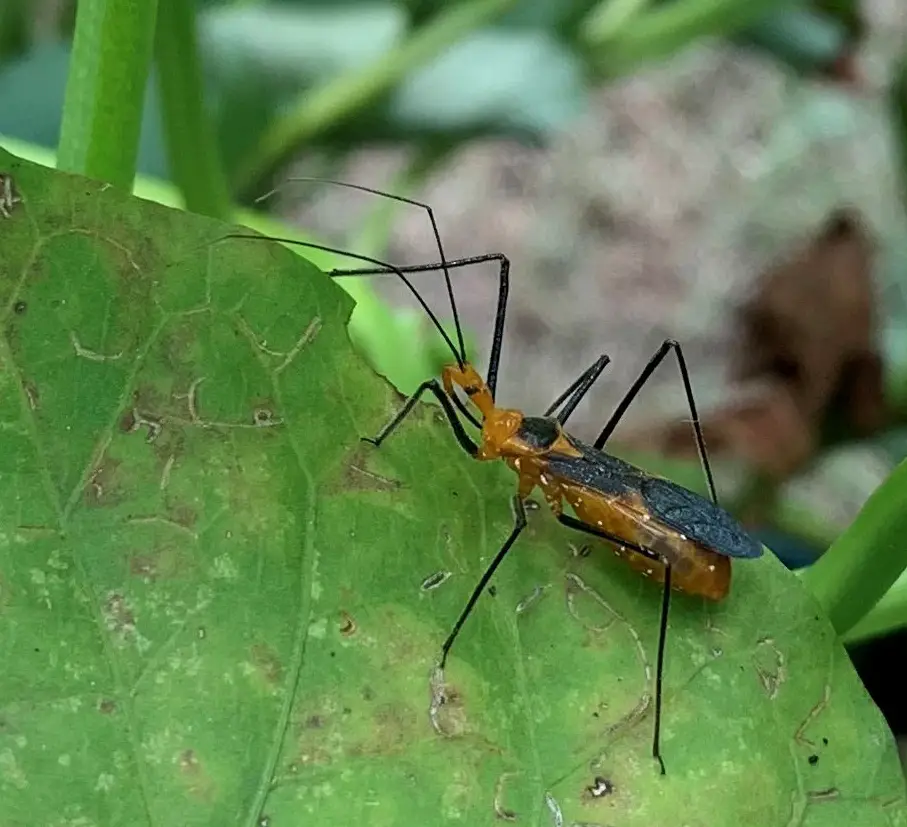 Read more about the article Assassin Bugs: The Garden Predators