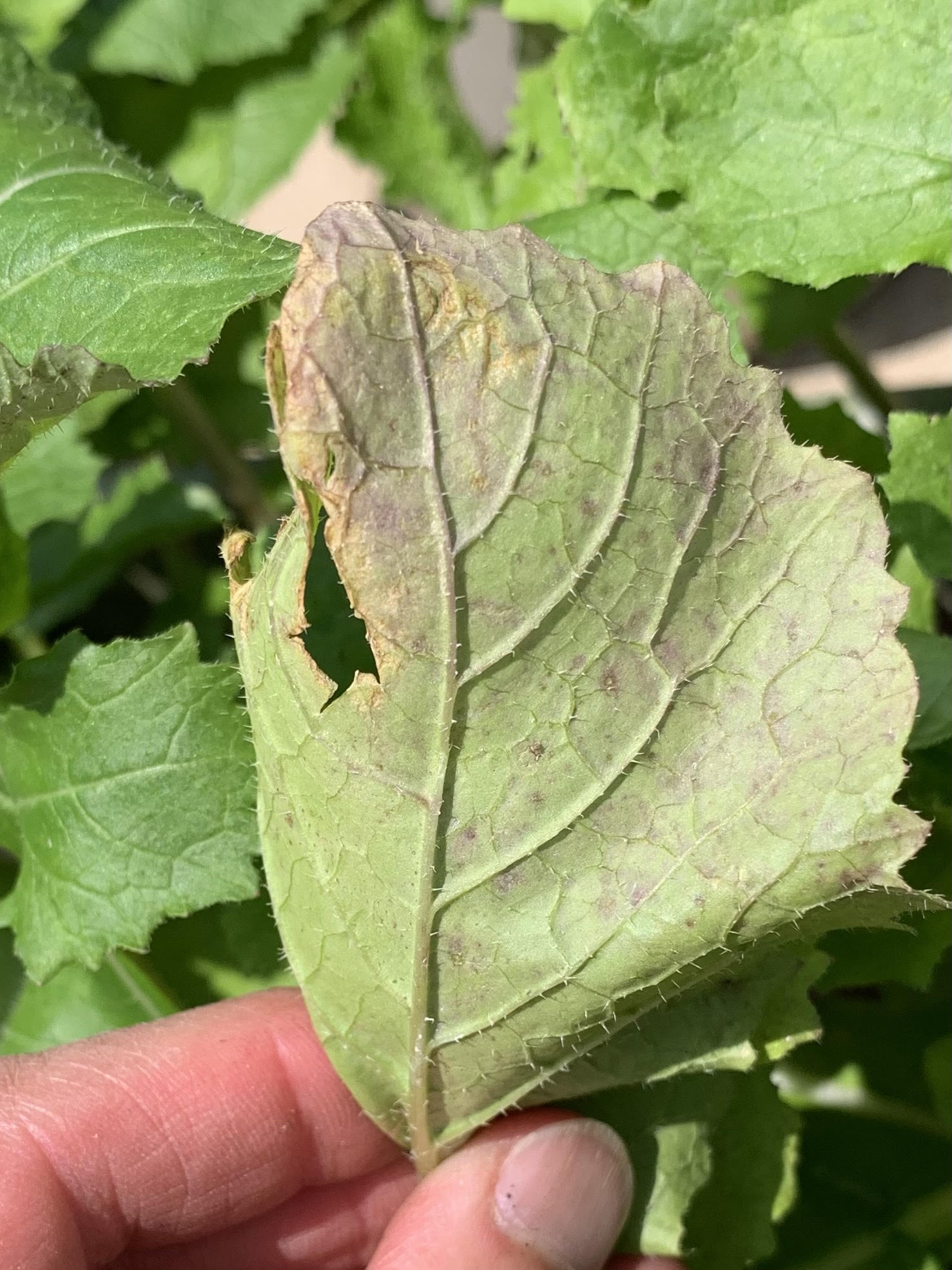 Powdery Mildew and Downy Mildew What's the Difference? Okra In My Garden Powdery Mildew and Downy Mildew What's the Difference? Okra In My Garden