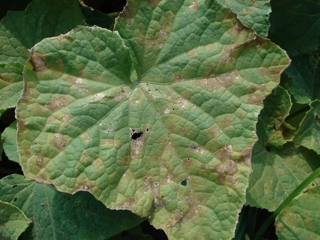 Downy Mildew: How To Identify, Treat, And Prevent It - Okra In My Garden