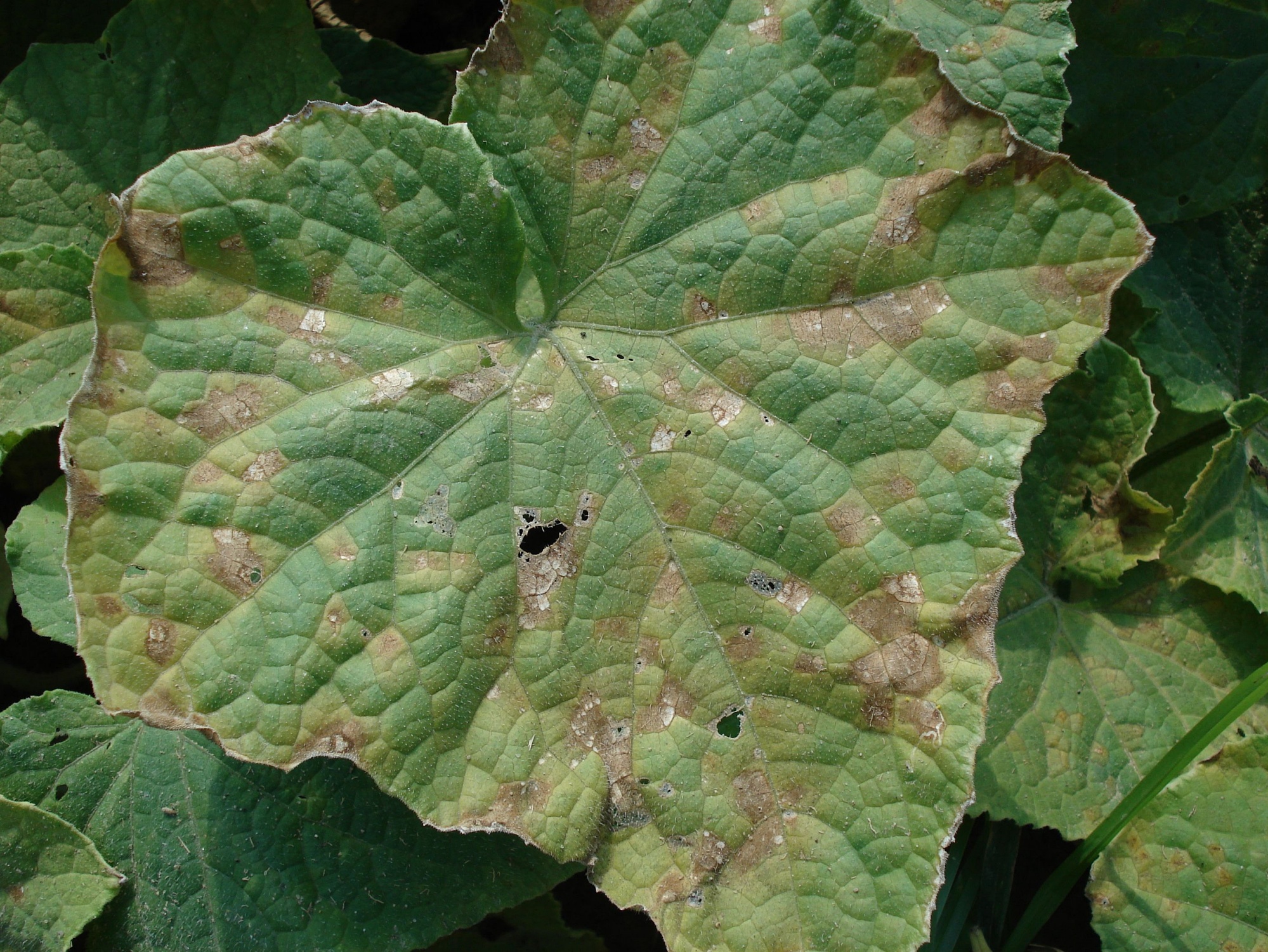 You are currently viewing Downy Mildew: How to Identify, Treat, and Prevent It