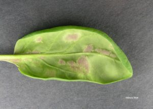 downy mildew on spinach
