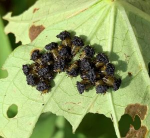 Golden tortoise beetle larvae