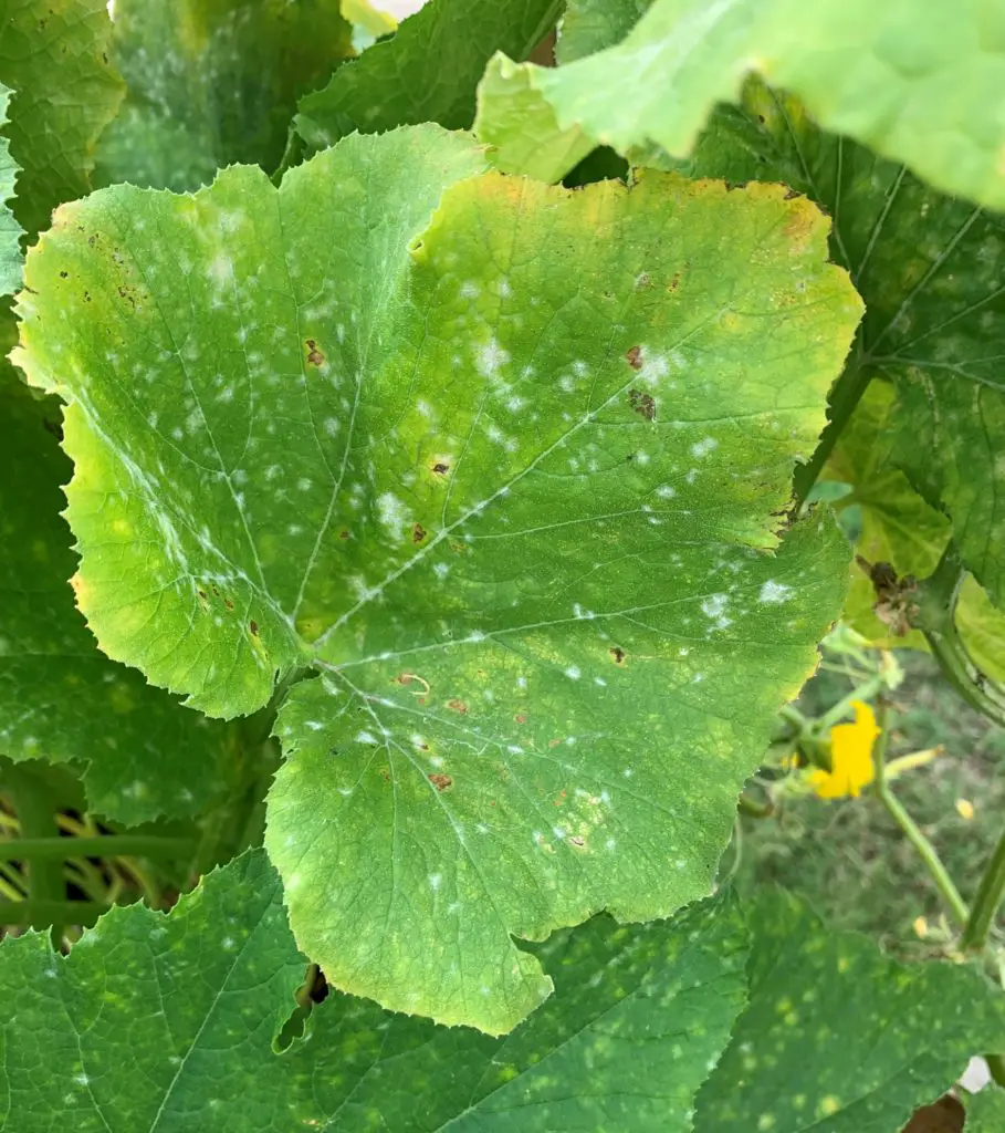 Powdery Mildew And Downy Mildew Whats The Difference Okra In My Garden