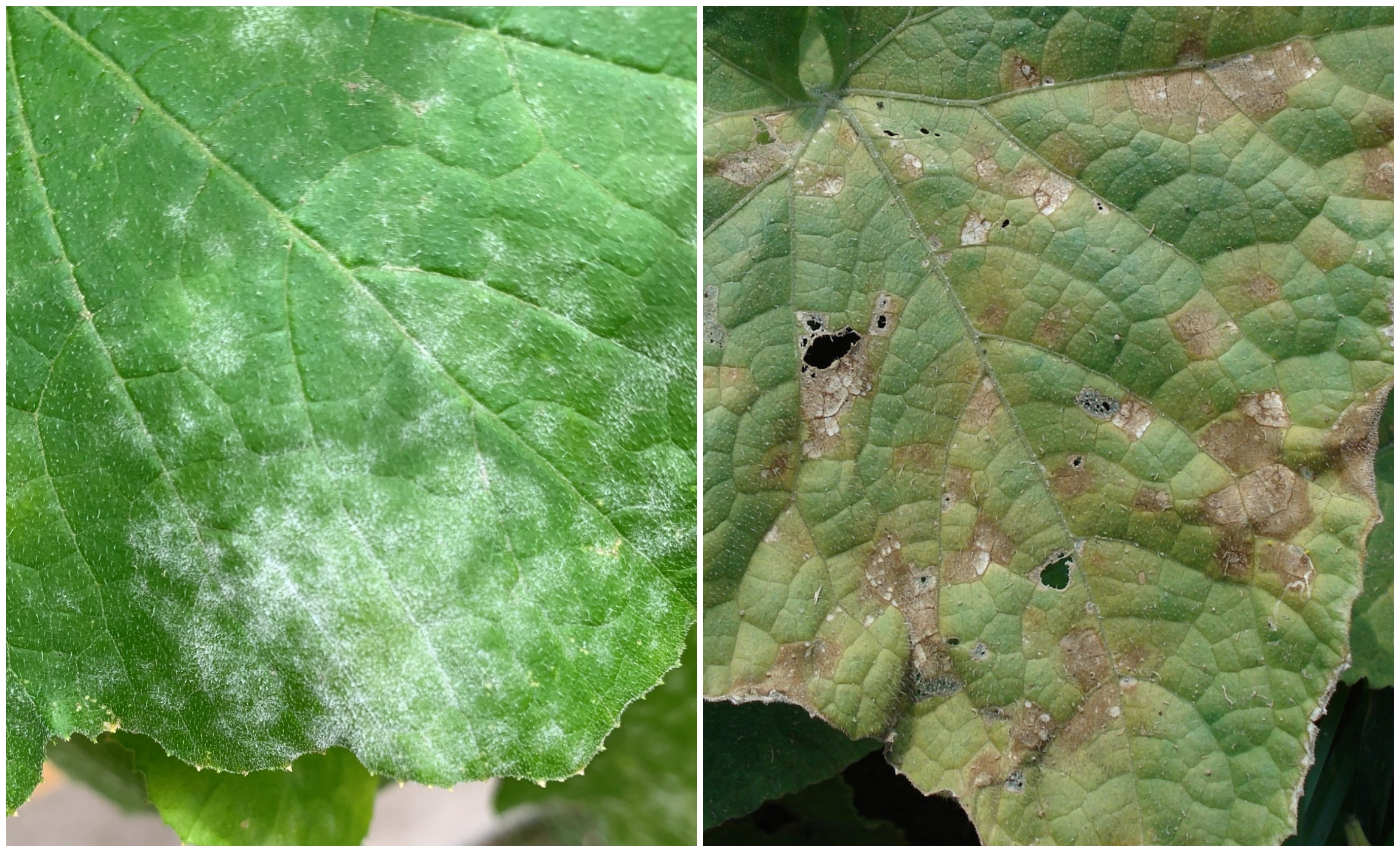 Read more about the article Powdery Mildew and Downy Mildew:  What’s the Difference?